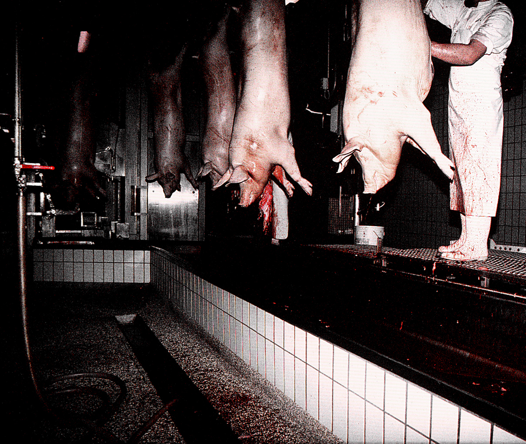 Photo abattoir 3